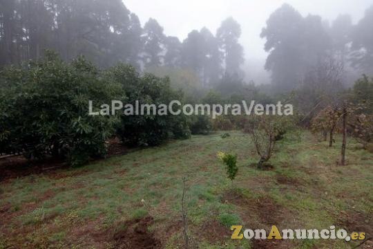 ID-444 Terreno en producción de aguacates con 100 matas